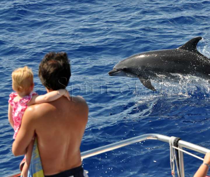 dolphin search trip Gran Canaria